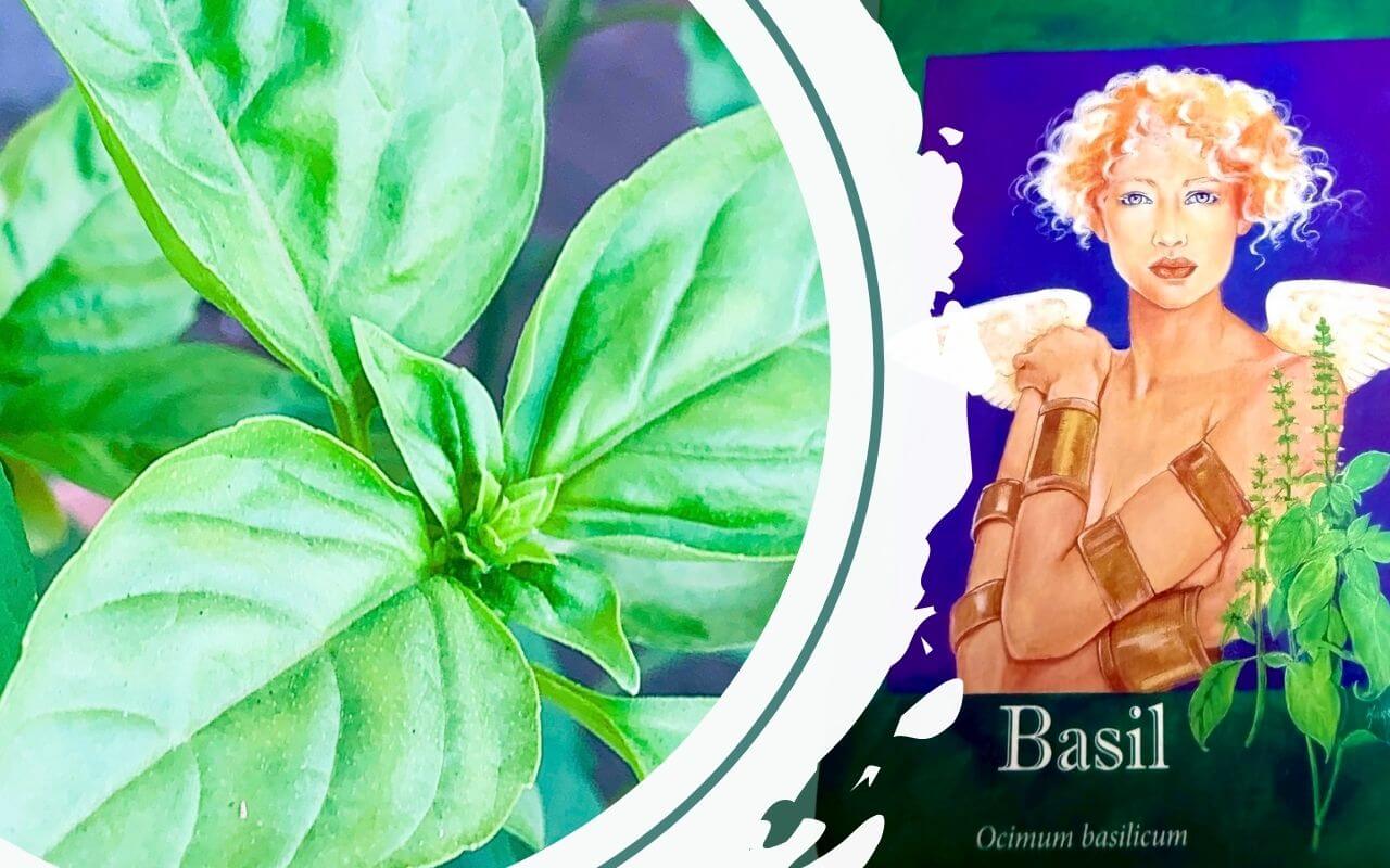 羅勒、精油洞悉卡、身心靈